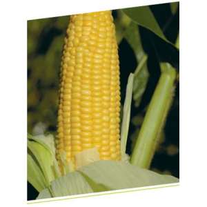 ГН (GH) 2042 F1 - кукурудза цукрова, 100 000 насіння, Syngenta (Сингента), Голландія фото, цiна